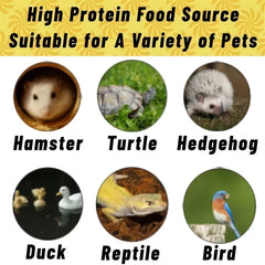 Dried Black Soldier Fly Larvae – High-Protein, Calcium-Rich Pet Treat