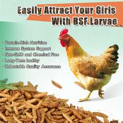 Dried Black Soldier Fly Larvae – High-Protein, Calcium-Rich Pet Treat